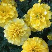 ヒメ日記 2025/10/27 08:07 投稿 鏡 セクシーキャット 神田店