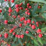 ヒメ日記 2025/11/02 09:35 投稿 鏡 セクシーキャット 神田店