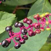 ヒメ日記 2025/11/06 11:00 投稿 鏡 セクシーキャット 神田店