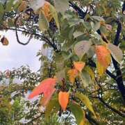 ヒメ日記 2025/11/06 16:58 投稿 鏡 セクシーキャット 神田店