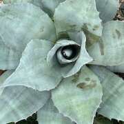 ヒメ日記 2025/11/12 10:24 投稿 鏡 セクシーキャット 神田店