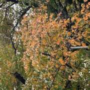 ヒメ日記 2025/11/16 09:37 投稿 鏡 セクシーキャット 神田店