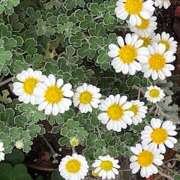 ヒメ日記 2025/12/10 09:36 投稿 鏡 セクシーキャット 神田店