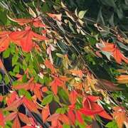 ヒメ日記 2025/12/25 08:57 投稿 鏡 セクシーキャット 神田店