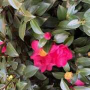 ヒメ日記 2026/01/14 11:37 投稿 鏡 セクシーキャット 神田店