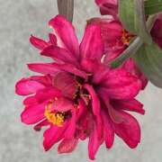 ヒメ日記 2026/01/15 09:34 投稿 鏡 セクシーキャット 神田店