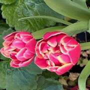 ヒメ日記 2026/01/18 10:03 投稿 鏡 セクシーキャット 神田店