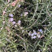 ヒメ日記 2026/01/21 09:45 投稿 鏡 セクシーキャット 神田店