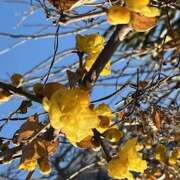 ヒメ日記 2026/02/01 09:10 投稿 鏡 セクシーキャット 神田店