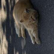 ヒメ日記 2026/02/02 09:32 投稿 鏡 セクシーキャット 神田店