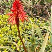 ヒメ日記 2026/02/05 16:20 投稿 鏡 セクシーキャット 神田店