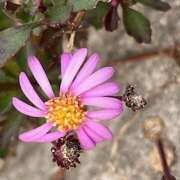 ヒメ日記 2026/02/12 09:27 投稿 鏡 セクシーキャット 神田店