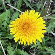 鏡 たんぽぽ セクシーキャット 神田店