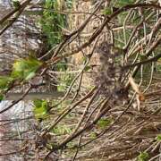 ヒメ日記 2026/03/12 09:02 投稿 鏡 セクシーキャット 神田店