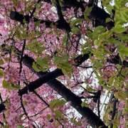 ヒメ日記 2026/03/15 09:09 投稿 鏡 セクシーキャット 神田店