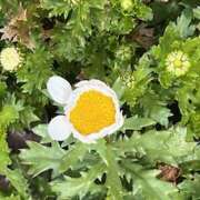 ヒメ日記 2026/03/16 10:09 投稿 鏡 セクシーキャット 神田店