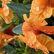 ヒメ日記 2026/03/19 09:16 投稿 鏡 セクシーキャット 神田店