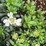 ヒメ日記 2026/03/23 10:47 投稿 鏡 セクシーキャット 神田店