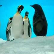 ヒメ日記 2026/03/25 10:56 投稿 鏡 セクシーキャット 神田店