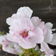 ヒメ日記 2026/04/05 09:28 投稿 鏡 セクシーキャット 神田店