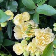 ヒメ日記 2026/04/13 10:44 投稿 鏡 セクシーキャット 神田店