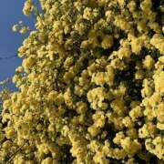 ヒメ日記 2026/04/15 09:50 投稿 鏡 セクシーキャット 神田店