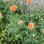 ヒメ日記 2026/05/13 10:13 投稿 鏡 セクシーキャット 神田店