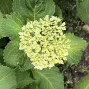 ヒメ日記 2026/05/14 09:50 投稿 鏡 セクシーキャット 神田店