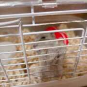 ヒメ日記 2025/01/15 08:21 投稿 ヒメ スイカ