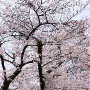 ヒメ日記 2025/03/31 14:40 投稿 細井 熟女待機所 厚木店