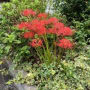 ヒメ日記 2025/09/26 00:06 投稿 細井 熟女待機所 厚木店