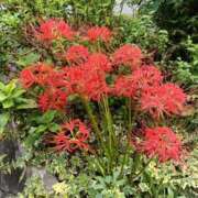 ヒメ日記 2025/09/26 15:06 投稿 細井 熟女待機所 厚木店