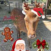 ヒメ日記 2025/12/24 14:22 投稿 香坂 シェリー エルドール