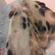 ヒメ日記 2024/12/31 14:18 投稿 葉月 石亭