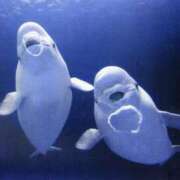 ヒメ日記 2025/01/01 05:57 投稿 葉月 石亭