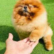 ヒメ日記 2025/02/27 10:36 投稿 葉月 石亭