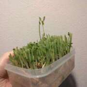 ヒメ日記 2025/03/14 09:56 投稿 葉月 石亭