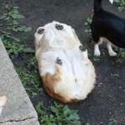 ヒメ日記 2025/04/29 15:54 投稿 葉月 石亭