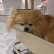 ヒメ日記 2025/05/13 08:49 投稿 葉月 石亭