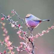 ヒメ日記 2025/06/12 15:28 投稿 葉月 石亭