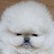 ヒメ日記 2026/02/15 05:22 投稿 葉月 石亭