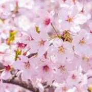 ヒメ日記 2026/04/03 12:12 投稿 葉月 石亭