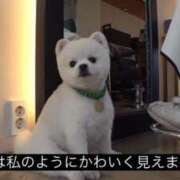 ヒメ日記 2026/04/04 12:05 投稿 葉月 石亭