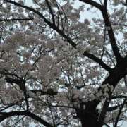 ヒメ日記 2025/04/16 07:40 投稿 ナツナ 人妻生レンタル