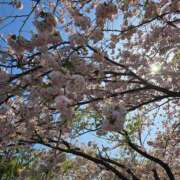 ヒメ日記 2025/04/22 09:20 投稿 ナツナ 人妻生レンタル