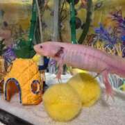 ナツナ 地震多くない? 人妻生レンタル