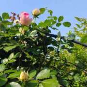 みき こんにちは 即アポマダム～名古屋店～