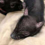 恋川　ゆりあ ごめんなさい ソープランド蜜 人妻・美熟女専門店