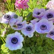 ヒメ日記 2025/04/07 12:42 投稿 あゆみ みやこ