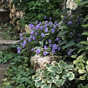 ヒメ日記 2025/04/08 08:51 投稿 あゆみ みやこ